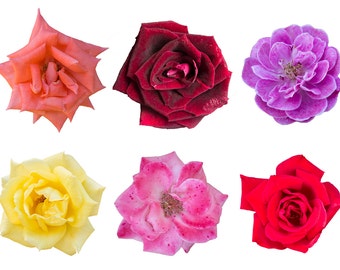 Flower Overlays Flower Clipart Flower Clip Art Photoshop