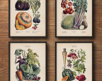 Botanical print set of 4, Botanical print set, Botanical illustration, Vegetables poster, Vintage botanical art, Large wall art, Kitchen art