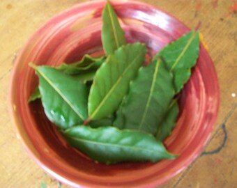30 freshly picked bayleaves ideal for stews and casseroles from our chemical-free garden in North Devon