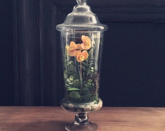 Phalaenopsis orchid terrarium