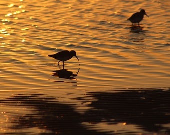 Sanderlings at Sunset - Digital Download - photography - sunrise - sunset