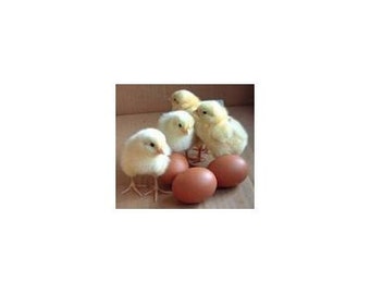 15 Nest Egg Gourd Seeds-1168A