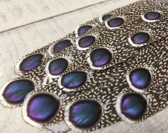 RARE Gray Peacock Pheasant feathers - rare feathers, iridescent feathers, unique feathers, natural feathers, smudge feathers, cruelty free