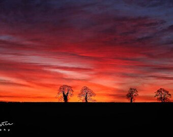 Morning Glory... Print, Canvas or Wall Acrylic