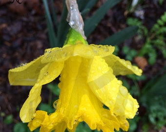 Raindrops Keep Falling on My Head