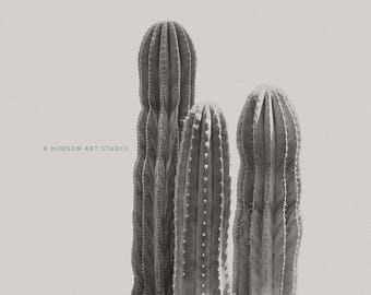 Cactus print Fine Art Photography modern southwest art cactus art 8x10 11x14 16x20 wall art modern san pedro cactus art desert decor
