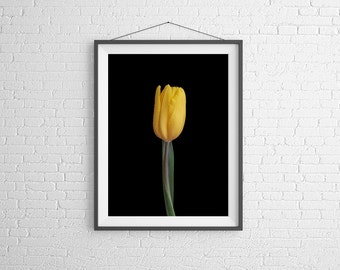 Fine Art Photography Print - Flower, Nature, Studio - Yellow Tulip with Dew