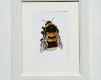 Framed Bombus ruderatus archival quality print