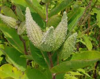 Milkweed Pods x 5, Monarch Butterfly Food Source, Dried Pods for Crafting, Asclepias syriaca