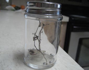 Luna Moth Silk Worm Specimen (No Wings) - Bottle Autumn Season Terrarium Decoration