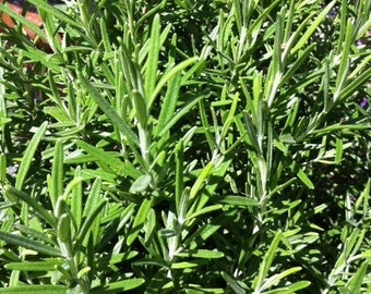 Fresh organic rosemary from the garden Starter Live Plants