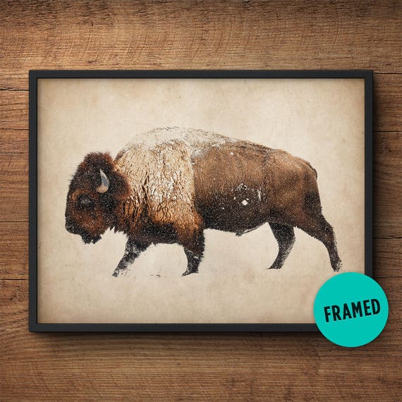 Buffalo wall art Framed art Buffalo print Bison