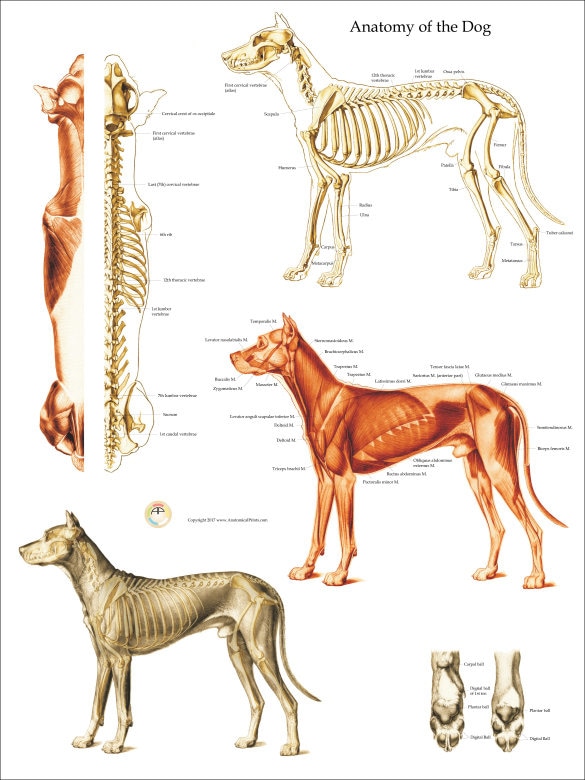 Hund Muskel Skelett Anatomie Poster Wall Chart 18 X