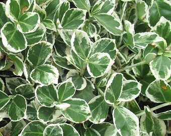10 Seeds Euonymus fortunei, Golden crown Seeds
