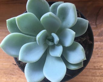 PLANT Echeveria Scheideckeri succulent motherplant offset