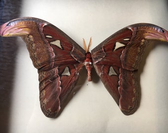 Framed Atlas Moth
