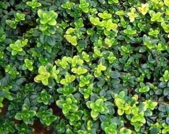 Gold Lemon Thyme Plant - Lemon Scent & Bright Golden-Edged Leaves - 3" Pot