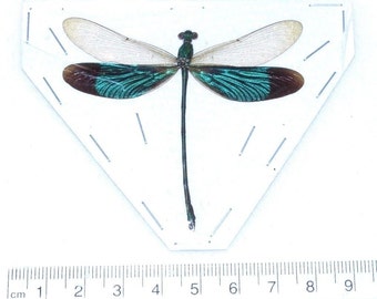 One Real Green Dragonfly Damselfly Mounted Packaged Insect Artwork Wholesale Neurobasis chinensis