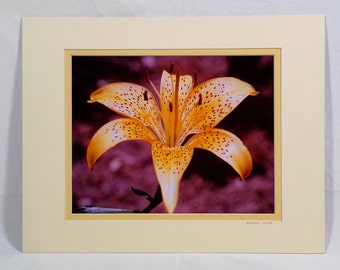 Yellow Flower Photography Print Picture Matted 11 x 14, Signed Photograph