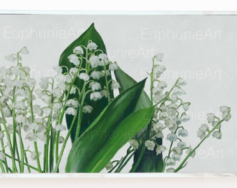 Lilly of the Valley
