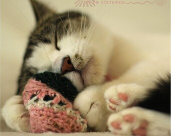 Sample Pack Catnip Cat Toys - All Proceeds Donated