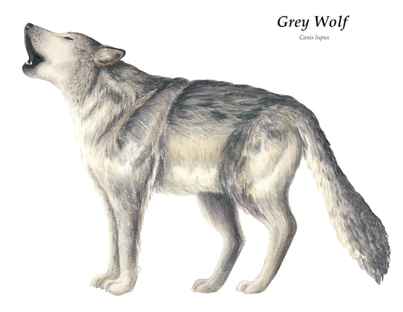 Canis Lupus Grey Wolf illustration Print