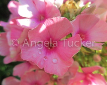 Water Droplets on Summer Phlox - Digital Download