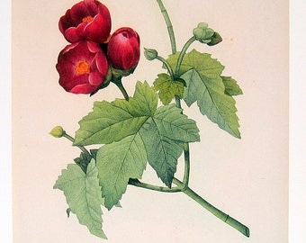 Redoute Flower Print - Phymosia umbellata - 1979 Vintage Flowers Book Plate Print p146