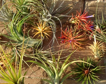 WHOLESALE Air Plants Mix of Five