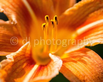 Orange Lilly Wall Art