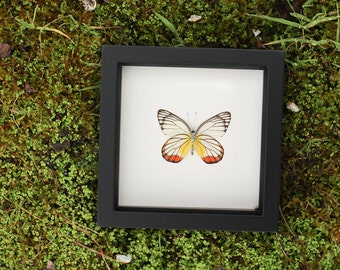 Framed Butterfly Display Painted Jezibel Delias hyparete