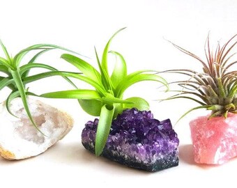Crystal Air Plant 3 pcs Kit! INCLUDES: 3 Tillandsia Plants, 3 Healing Stones, 1 Adhesive, and 3 Bands