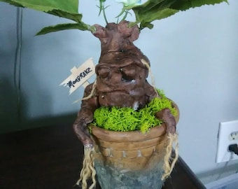 Magical Mandrake Root