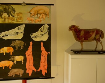 Vintage Pull down School Chart Pig by Jung Koch Quentell