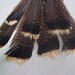 Wild Turkey feathers, Rio Grande Turkeys, Texas Wildlife, All natural, No dyes, Free roam, Supplies, Western decor, Floral accents, Smudging