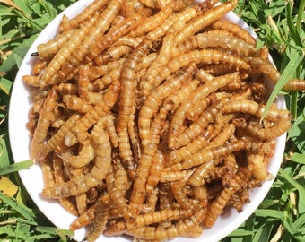 Meal worms* rich in protein *