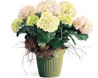 Design Bowl No. 5 Eco Friendly "Fresh Basil" - (2 pack)