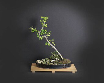 Lavender Starflower bonsai tree, Heavenly Bloom collection from LiveBonsaiTree