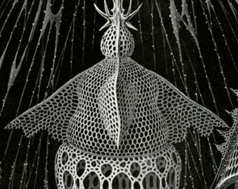 Sea Plankton, Plankton Drawing, Plankton Sea, Scientific Drawing, Drawing Plankton, Drawing Scientific, Sea Drawing, Drawing Sea, Haeckel