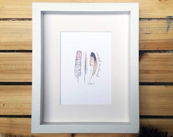 Peregrine Falcon Feathers // Watercolor Print
