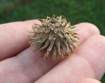 Sawtooth Oak Acorn Caps- Set of 50