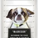NEW, Custom Pet Portrait, Pet Shaming, Pet Mugshot, Pet Line-up, Funny Gift, Fast Gift, HILARIOUS Christmas Gift