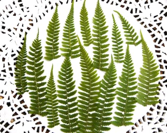 Dried pressed fern leaf, real dried fern leaves 20 pcs.
