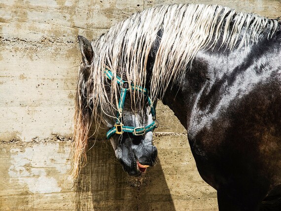 Black And Blonde. Black Stallion, Spanish Horse, Black horse, Andalucian Horse, Limited Edition Print