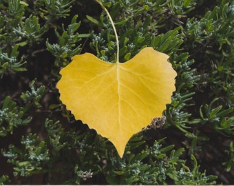 Heart Shaped Leaf Photo, Leaf Photograph, Heart Leaf Print, Abstract Leaf Photo, Nature Photography, Heart Print, Green Wall Art,