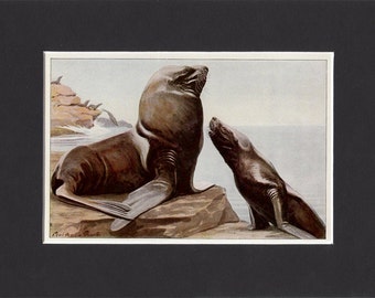 Steller Sea Lion 1916 Signed Print by Louis Agassiz Fuertes Vintage Mounted Bookplate Picture with Mat American Sealions Print