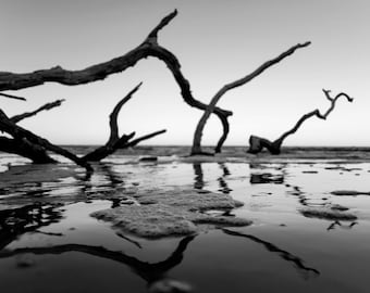 Black and White Driftwood Reflection