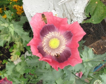Pink Opium Poppy (Papaver somniferum) - Organic Flower Seeds 0.5 Grams ~ 1000 Seeds