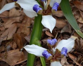 Walking Iris House Plant Non Blooming Four Inch Organically Grown Twelve Apostles Live Plant