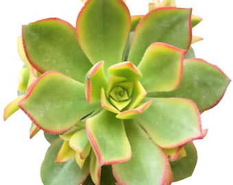 Aeonium Kiwi Succulent Plants Aeonium Haworthii Rare Succulents Succulent Aeonium Succulent Planter Succulent Flowers